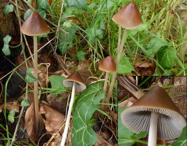 Parasola conopilus, Steifstieliger Kegelhutfaserling